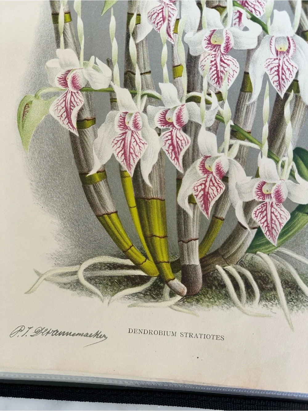 1885 Dendrobium stratiotes Rchb. f. Plate XLIII (Planche XLIII) Lindenia